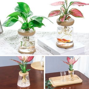 Durable Transparent Hydroponic Flower Pot