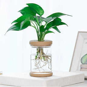 Durable Transparent Hydroponic Flower Pot